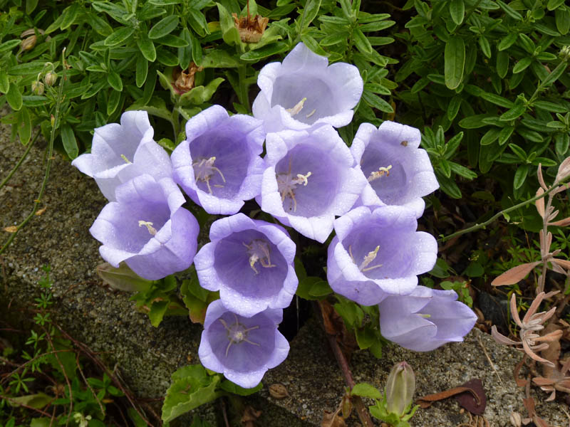 Campanula incurva 9